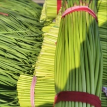 通许红帽蒜苔精品蒜苔市场商超量大从优价格划算