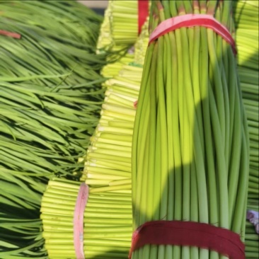 通许红帽蒜苔精品蒜苔市场商超量大从优价格划算