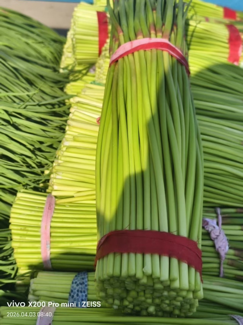 通许红帽蒜苔精品蒜苔市场商超量大从优价格划算