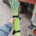 通许红帽蒜苔精品蒜苔市场商超量大从优价格划算