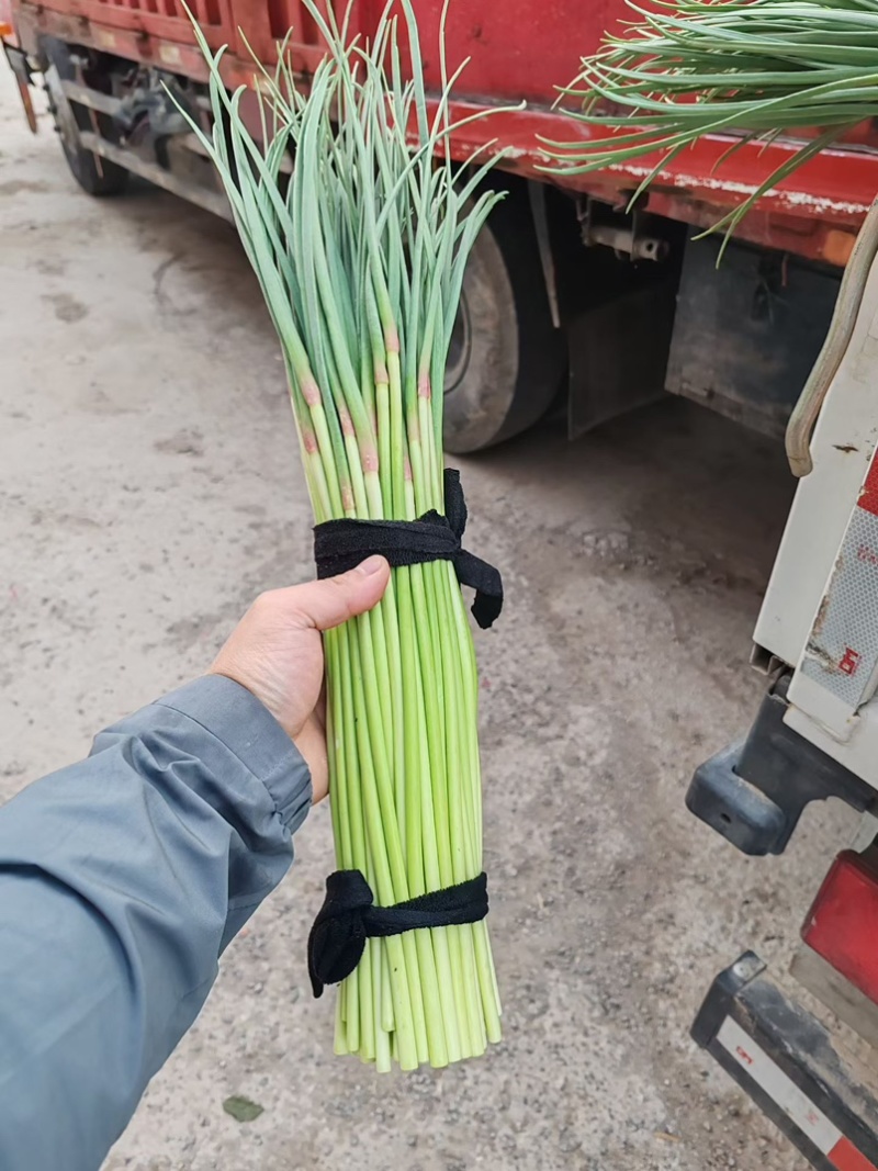 通许红帽蒜苔精品蒜苔市场商超量大从优价格划算