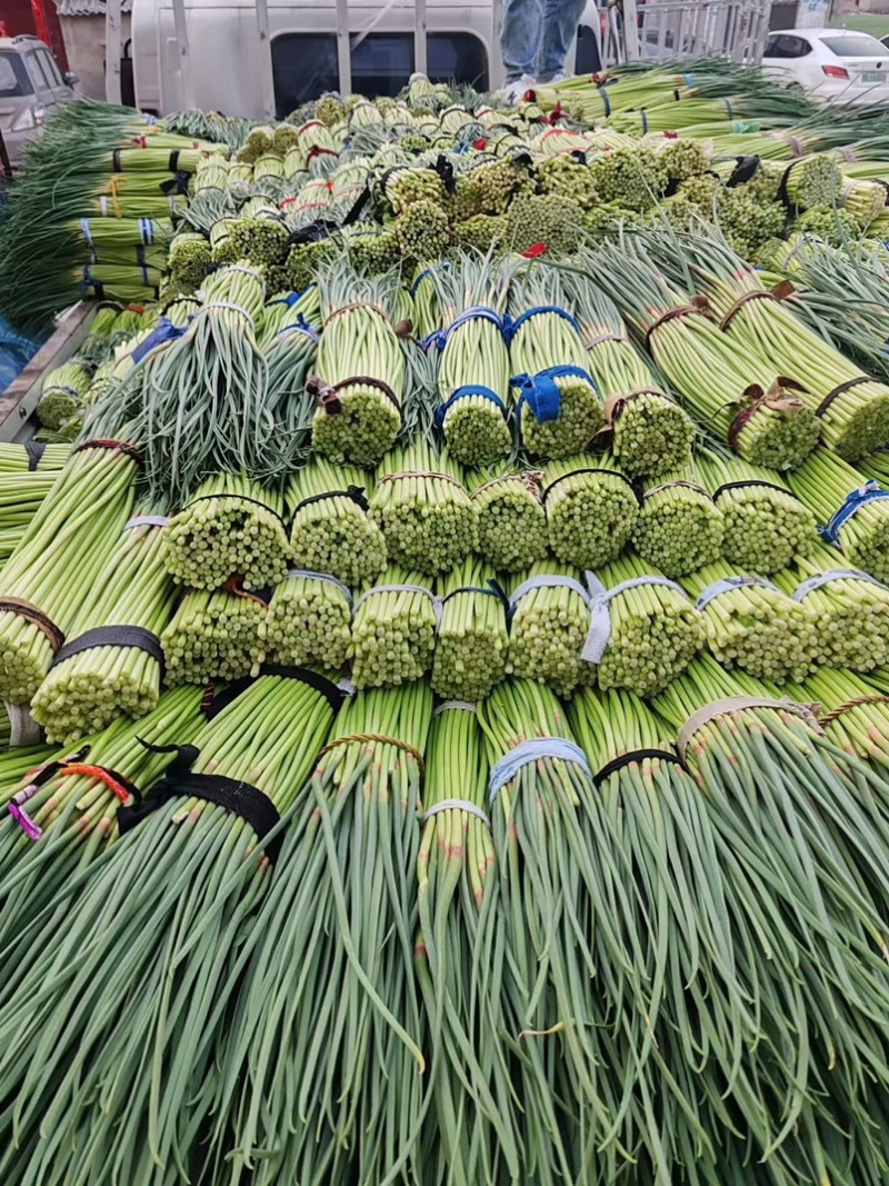 通许红帽蒜苔精品蒜苔市场商超量大从优价格划算