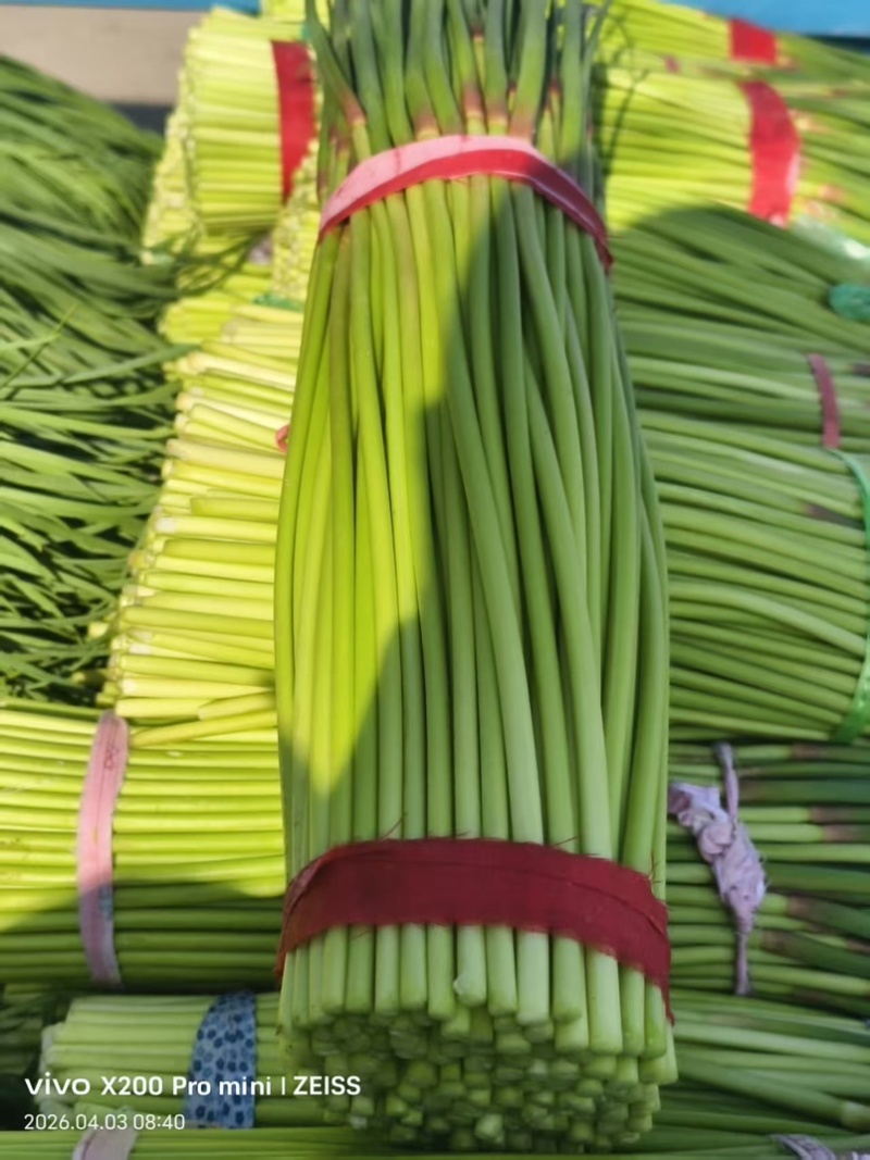 通许红帽蒜苔精品蒜苔市场商超量大从优价格划算