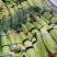 通许红帽蒜苔精品蒜苔市场商超量大从优价格划算