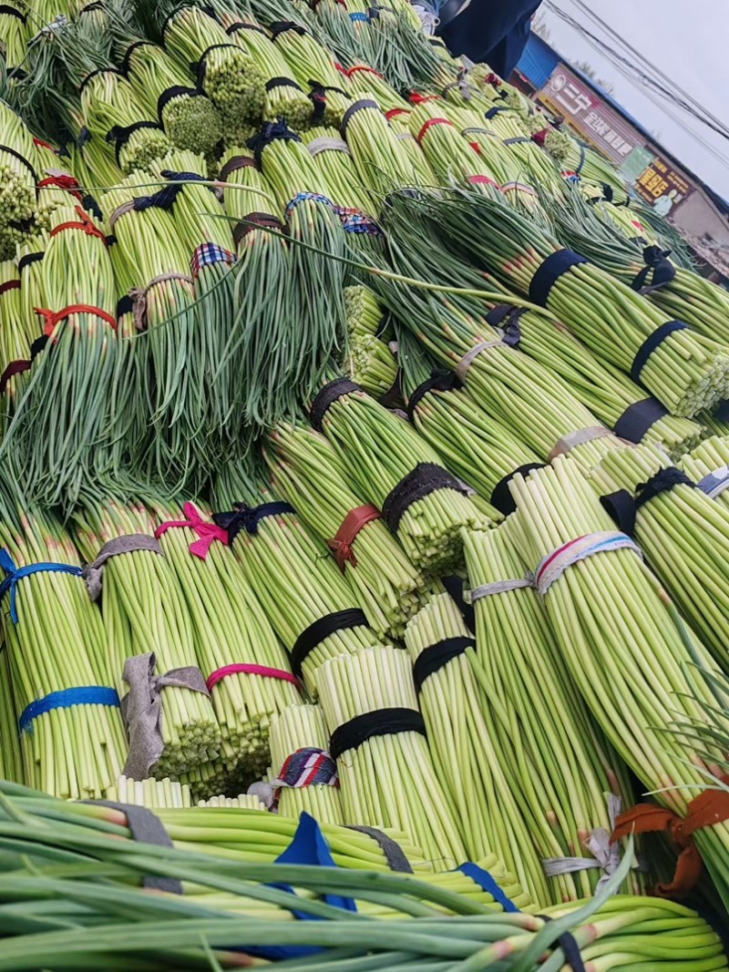 通许红帽蒜苔精品蒜苔市场商超量大从优价格划算