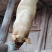 正宗中华土猪，四川成华猪