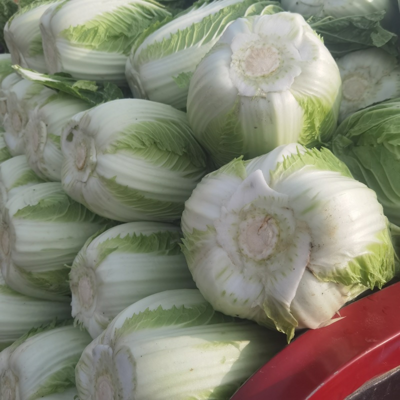 中棚黄心大白菜无虫无病害，有需要的客户及时联系。