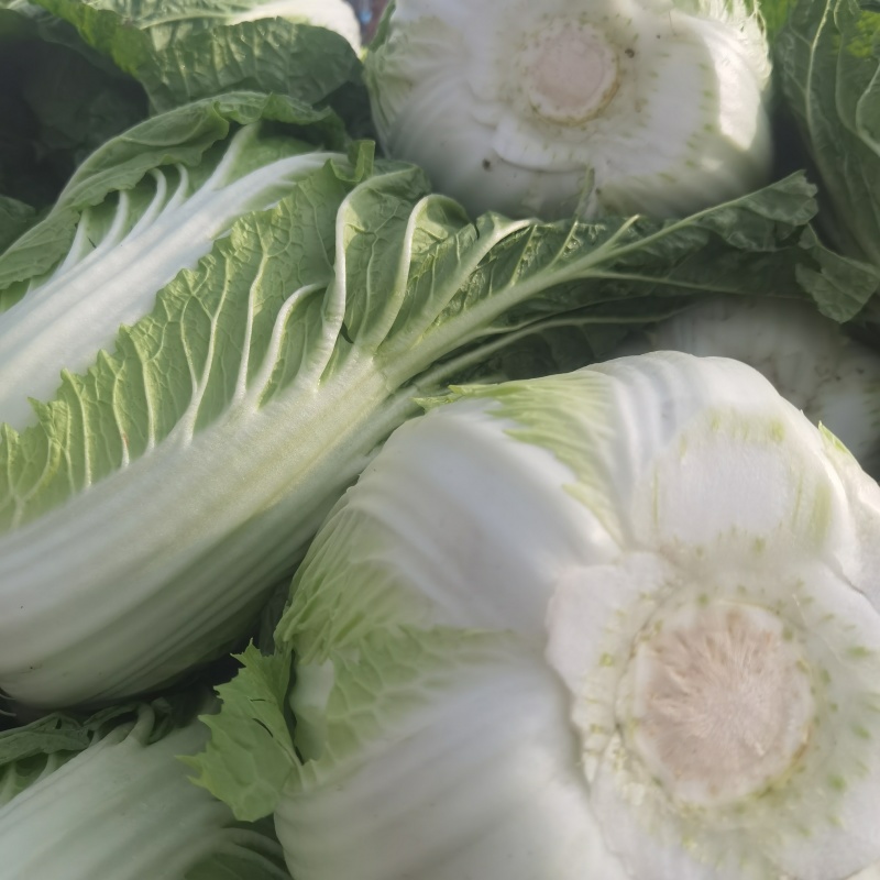 中棚黄心大白菜无虫无病害，有需要的客户及时联系。
