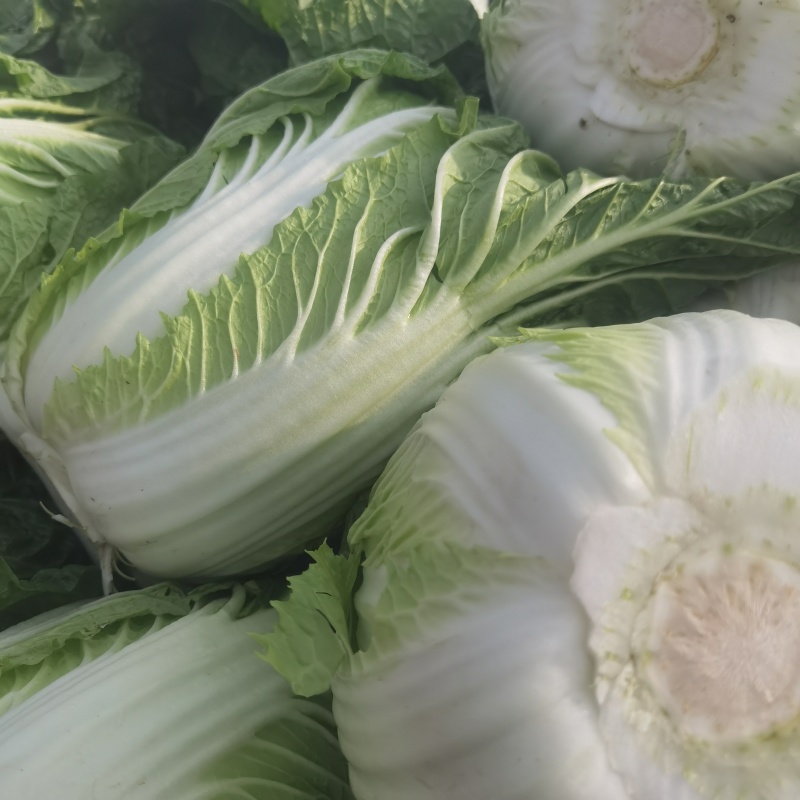 中棚黄心大白菜无虫无病害，有需要的客户及时联系。