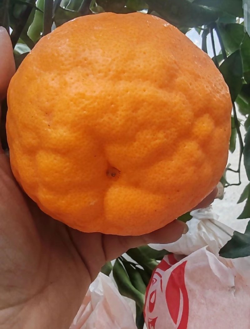 四川春见耙耙柑