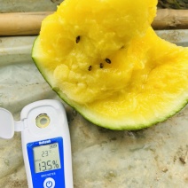 精品农友小兰持续发货中，无籽特小凤还要10开园