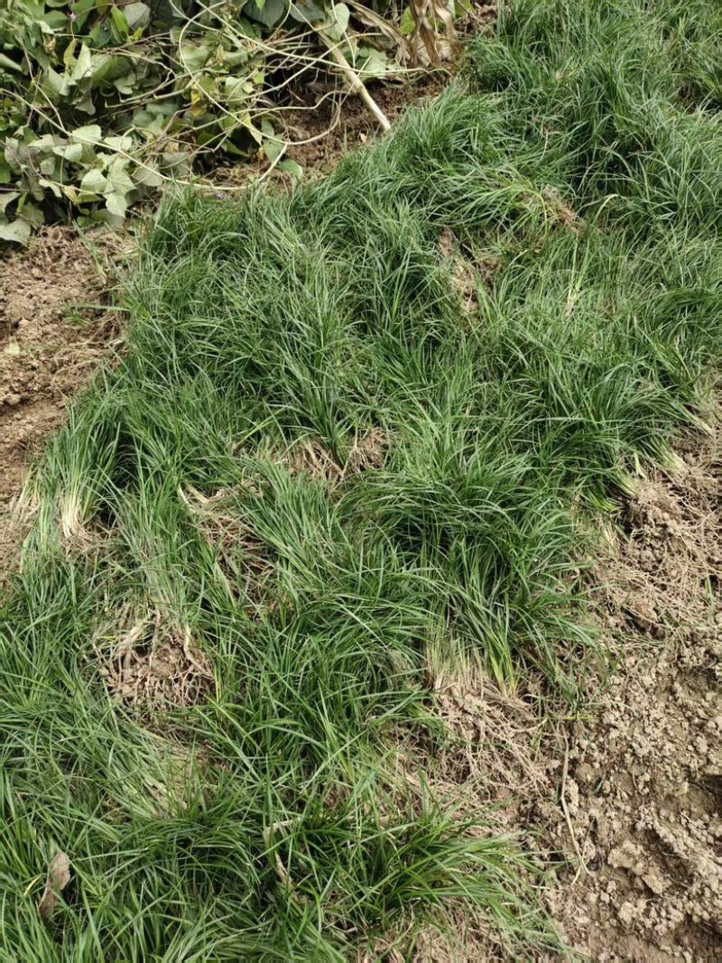 四川细叶麦冬苗，一手货源保质保量基地直发量大从优