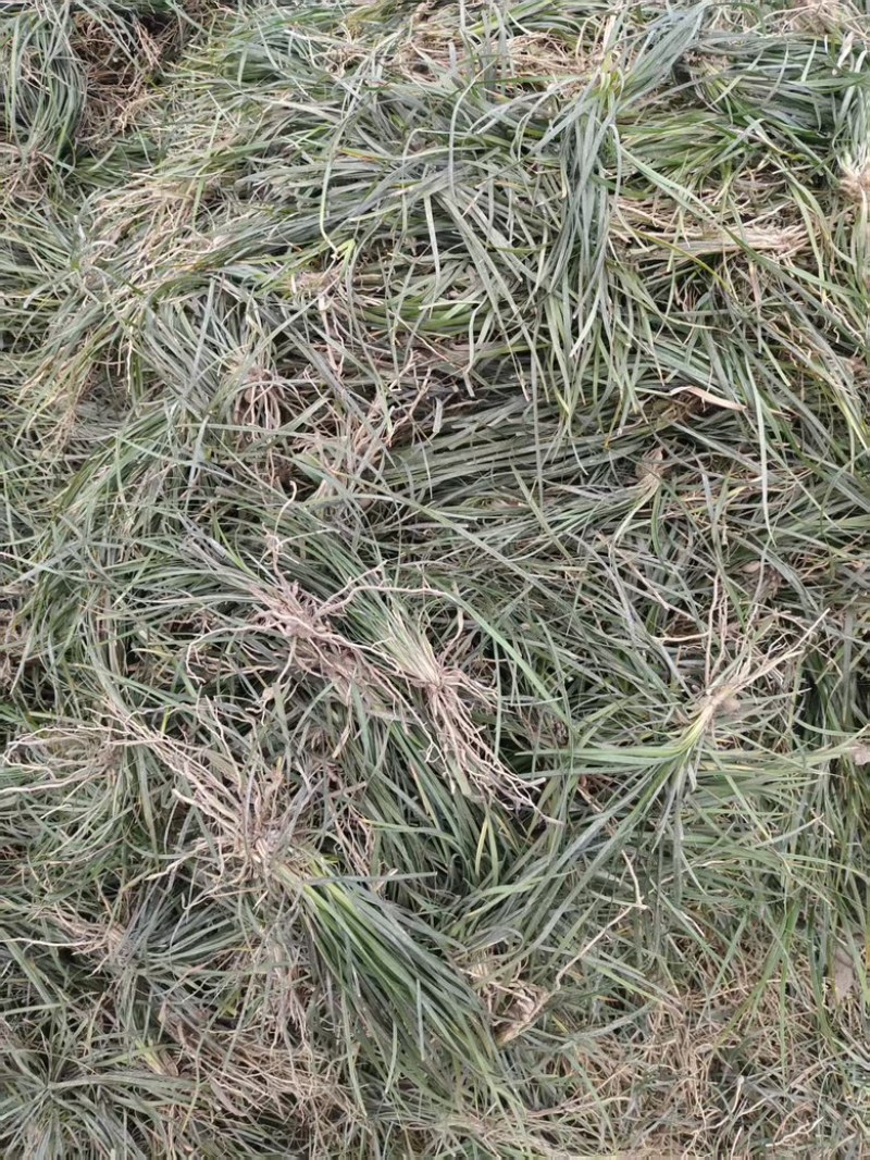 四川细叶麦冬苗，一手货源保质保量基地直发量大从优