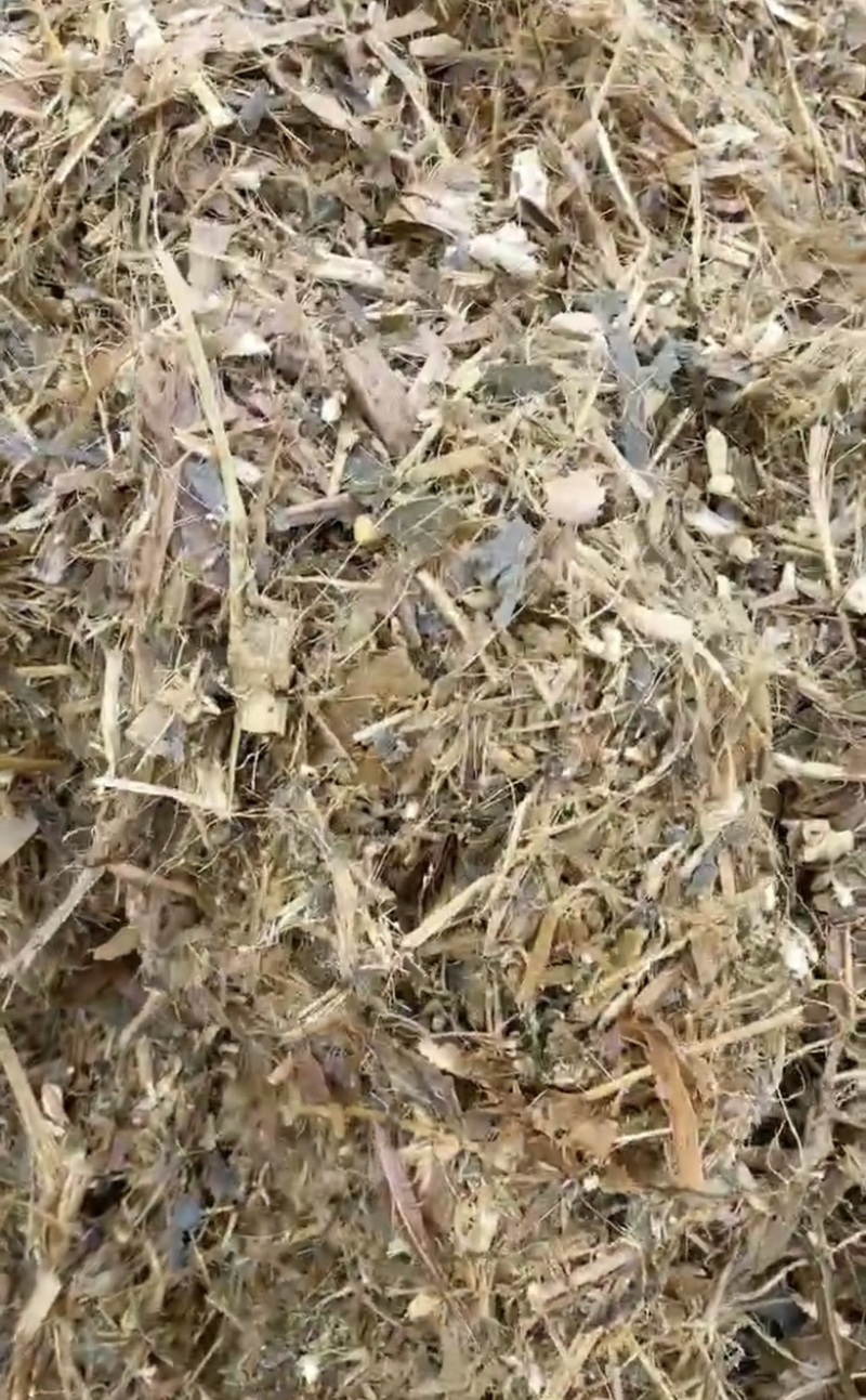 玉米秸秆青储饲料，大量供应货源充足，量大从优