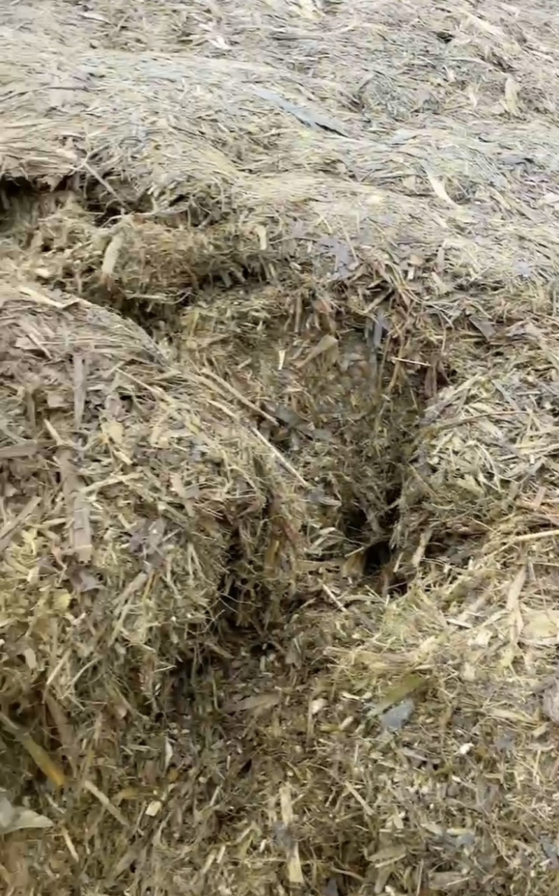 玉米秸秆青储饲料，大量供应货源充足，量大从优