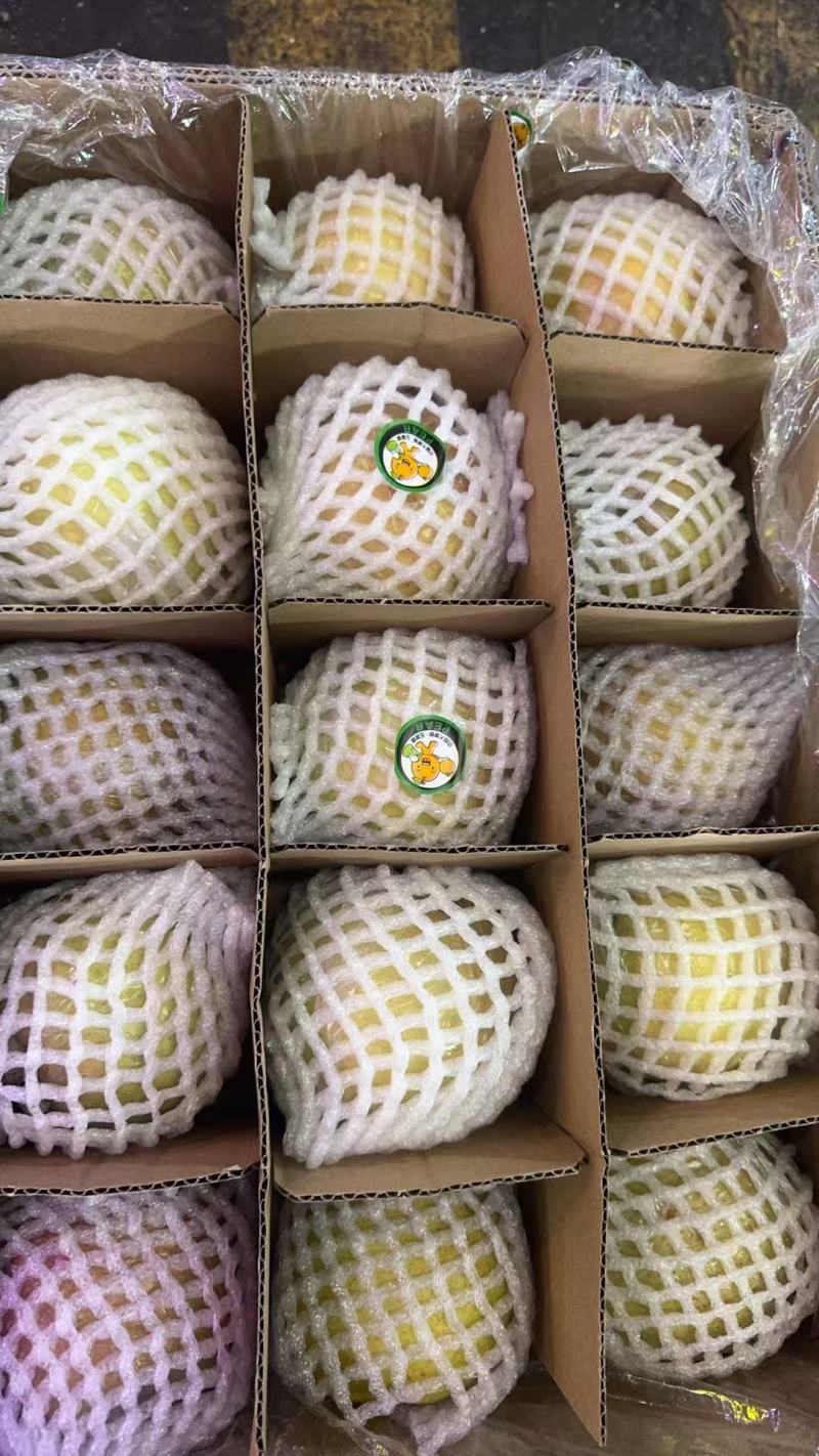 优质玉露香梨