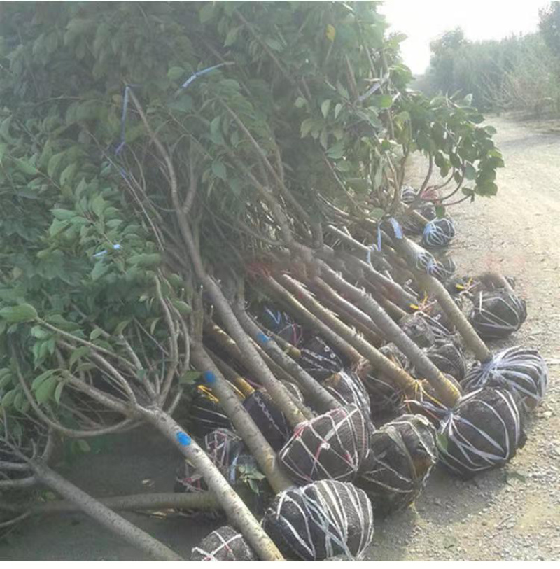 樱花树基地直供量大货优可对接工程项目
