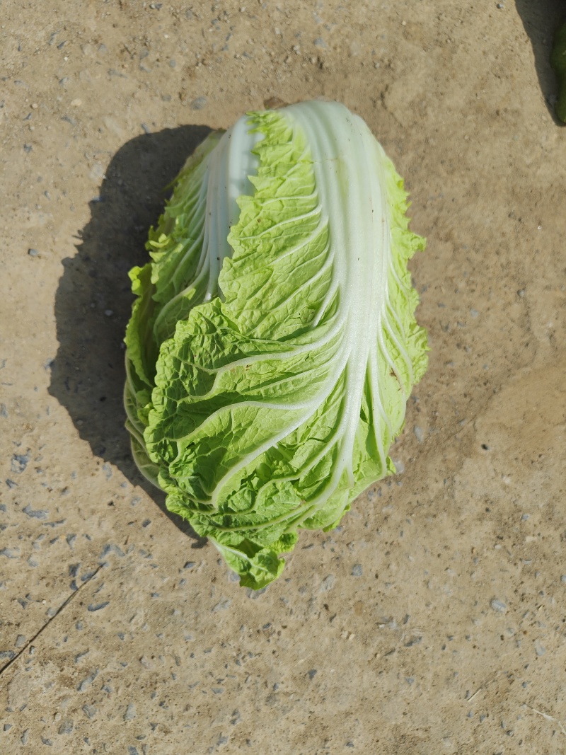 黄心大白菜
