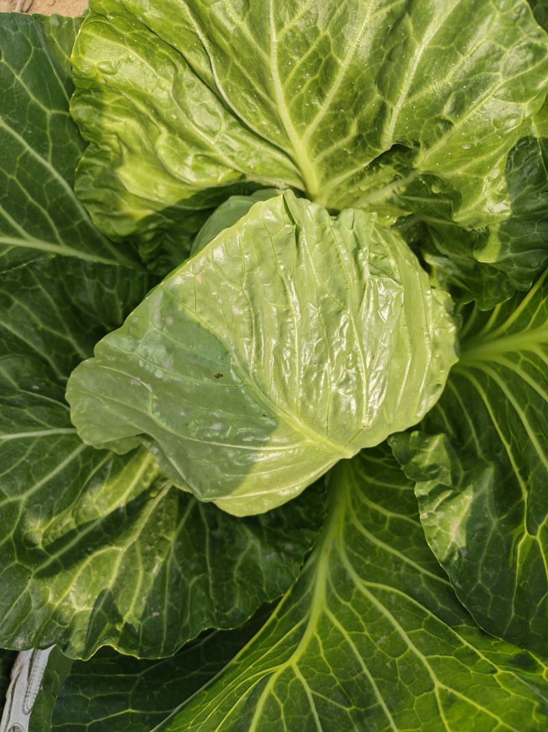 蔬菜种植基地甘蓝以大量上市。基地直发，质量保证，价格不高