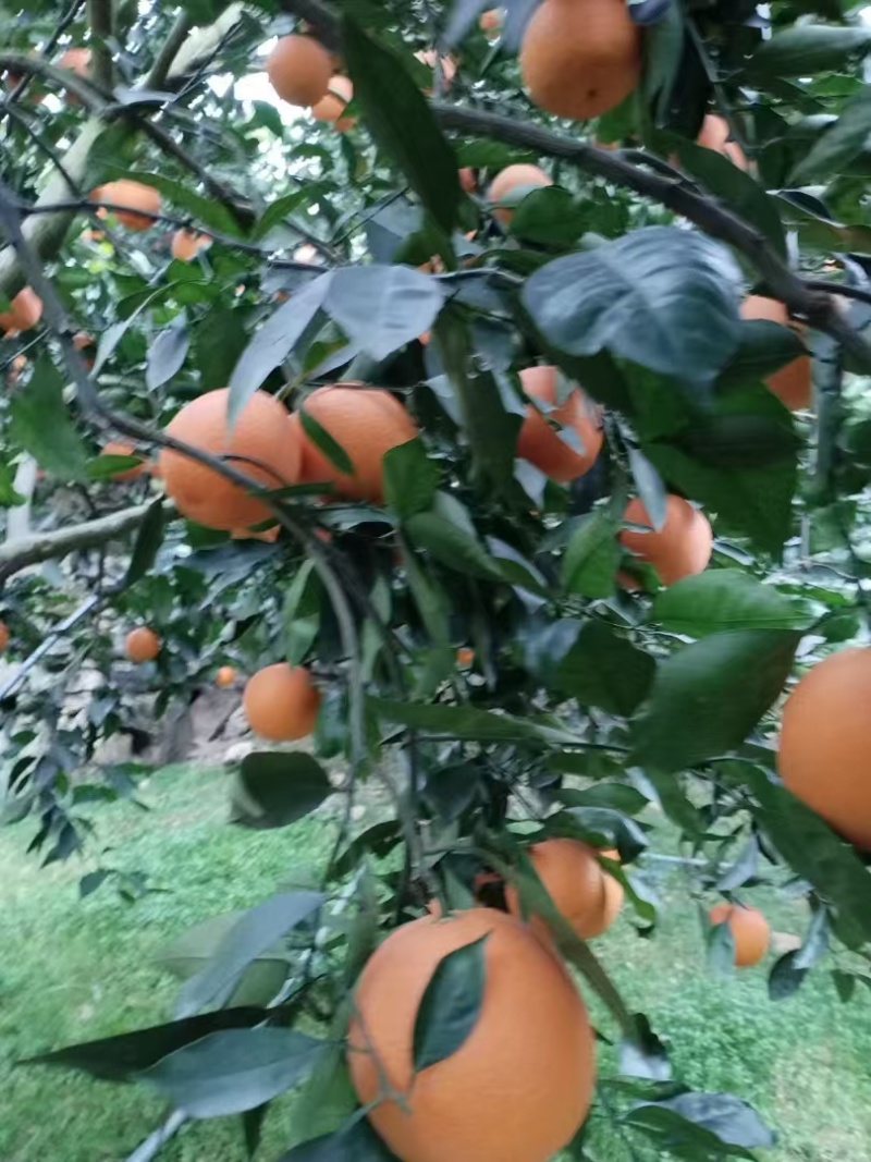 伦晚脐橙/湖北宜昌秭归产区直发/货源充足/大量有货