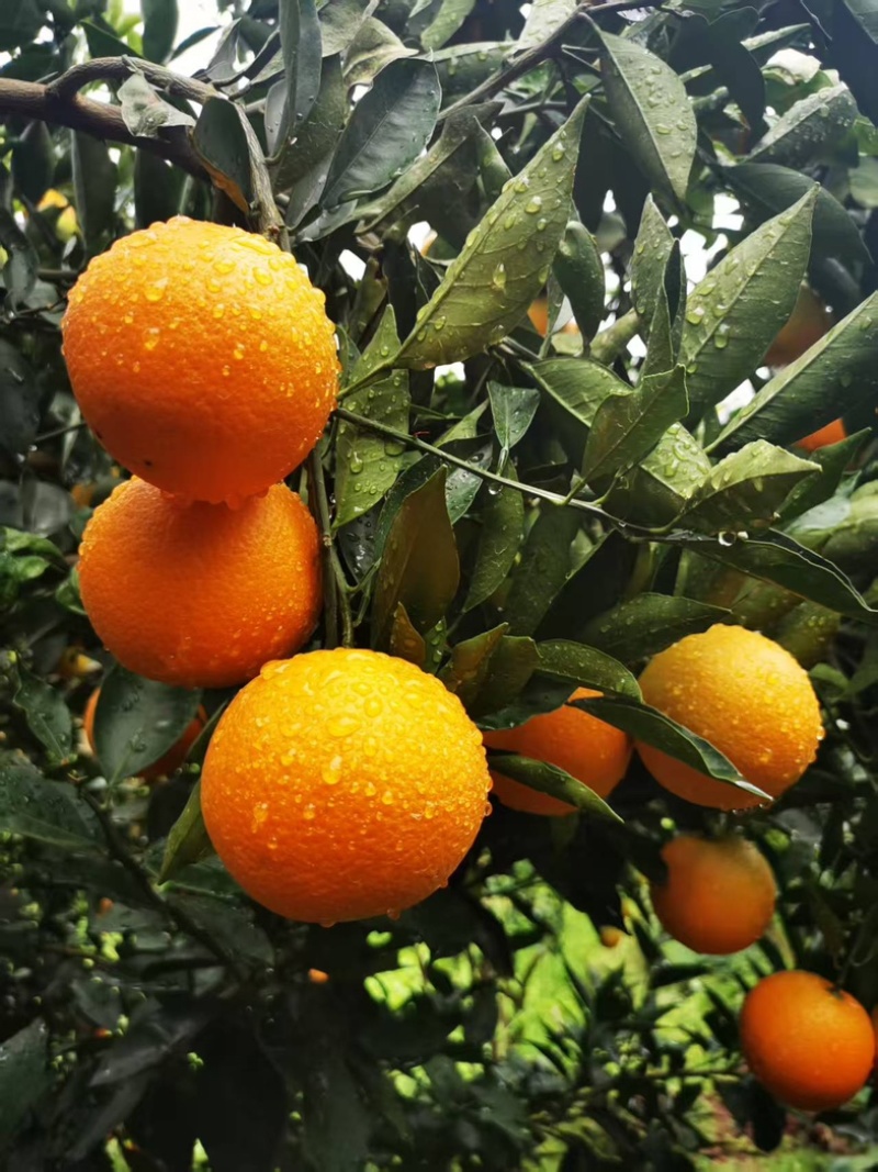 伦晚脐橙/湖北宜昌秭归产区直发/货源充足/大量有货