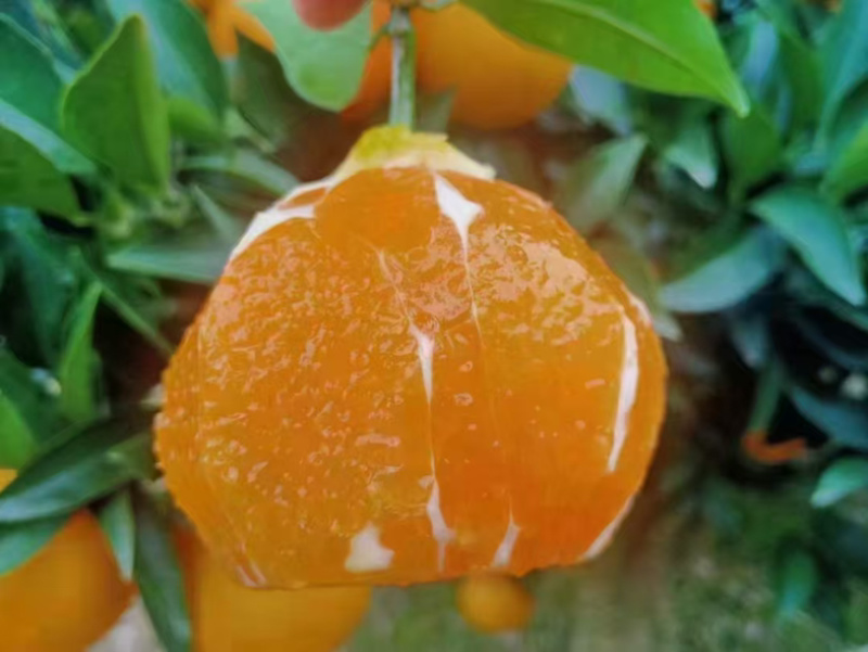 伦晚脐橙/湖北宜昌秭归产区直发/货源充足/大量有货