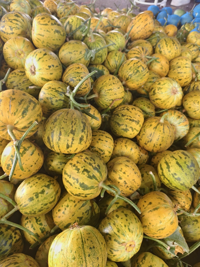 花美人花蜜人吉糖金兰大棚吊秧头茬口感脆甜货量充足价格稳定