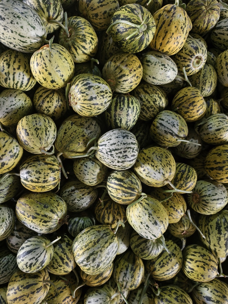 花美人花蜜人吉糖金兰大棚吊秧头茬口感脆甜货量充足价格稳定