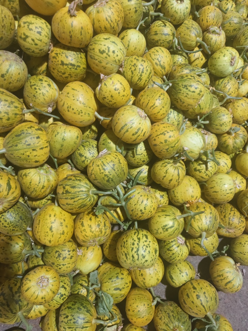 花美人花蜜人吉糖金兰大棚吊秧头茬口感脆甜货量充足价格稳定