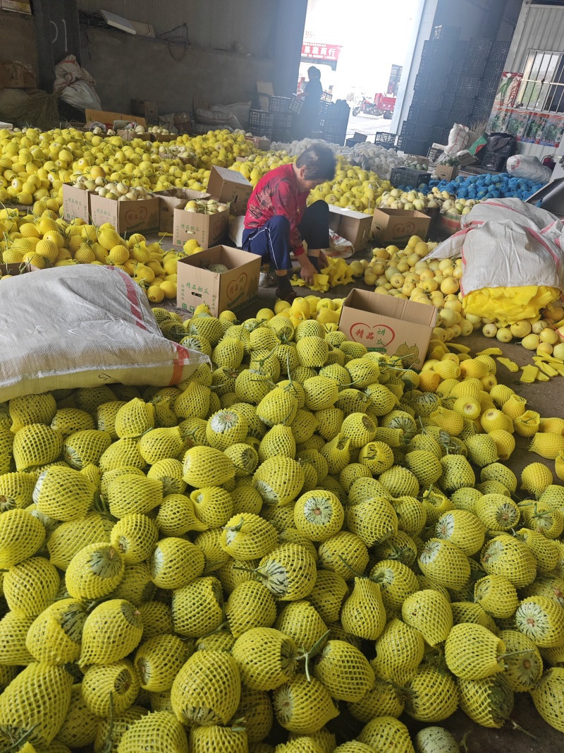 花美人花蜜人吉糖金兰大棚吊秧头茬口感脆甜货量充足价格稳定