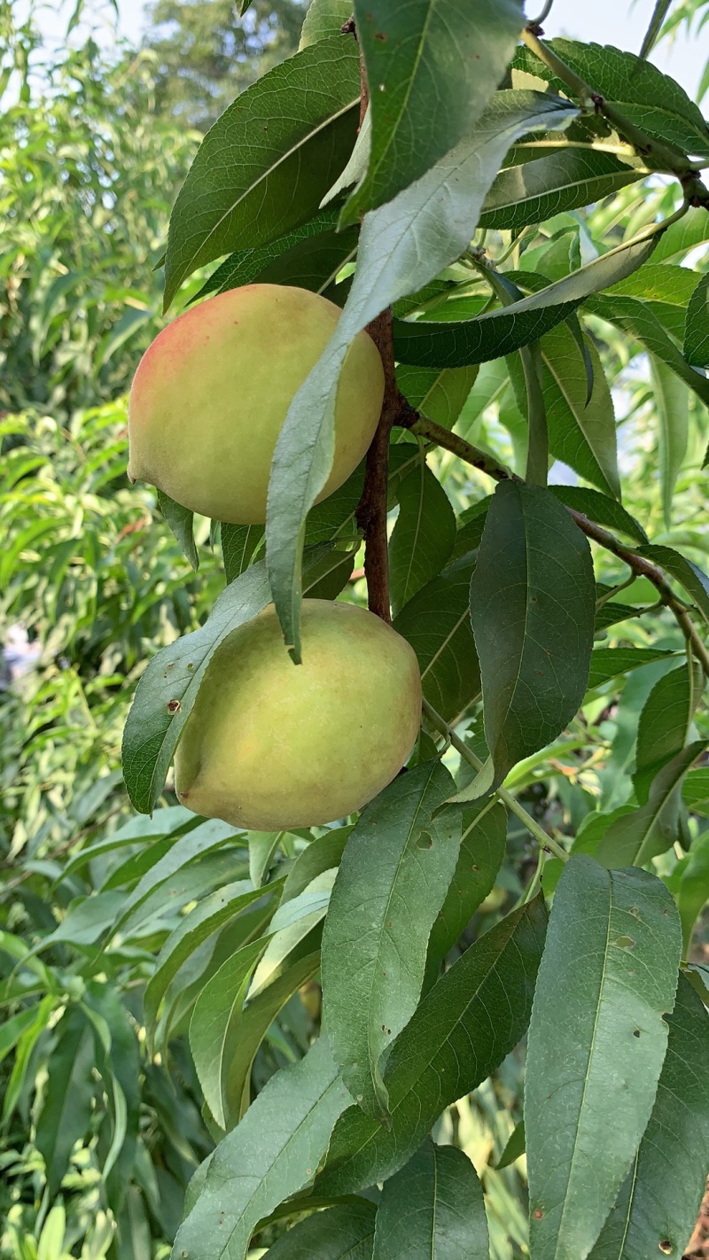 高山精品桃