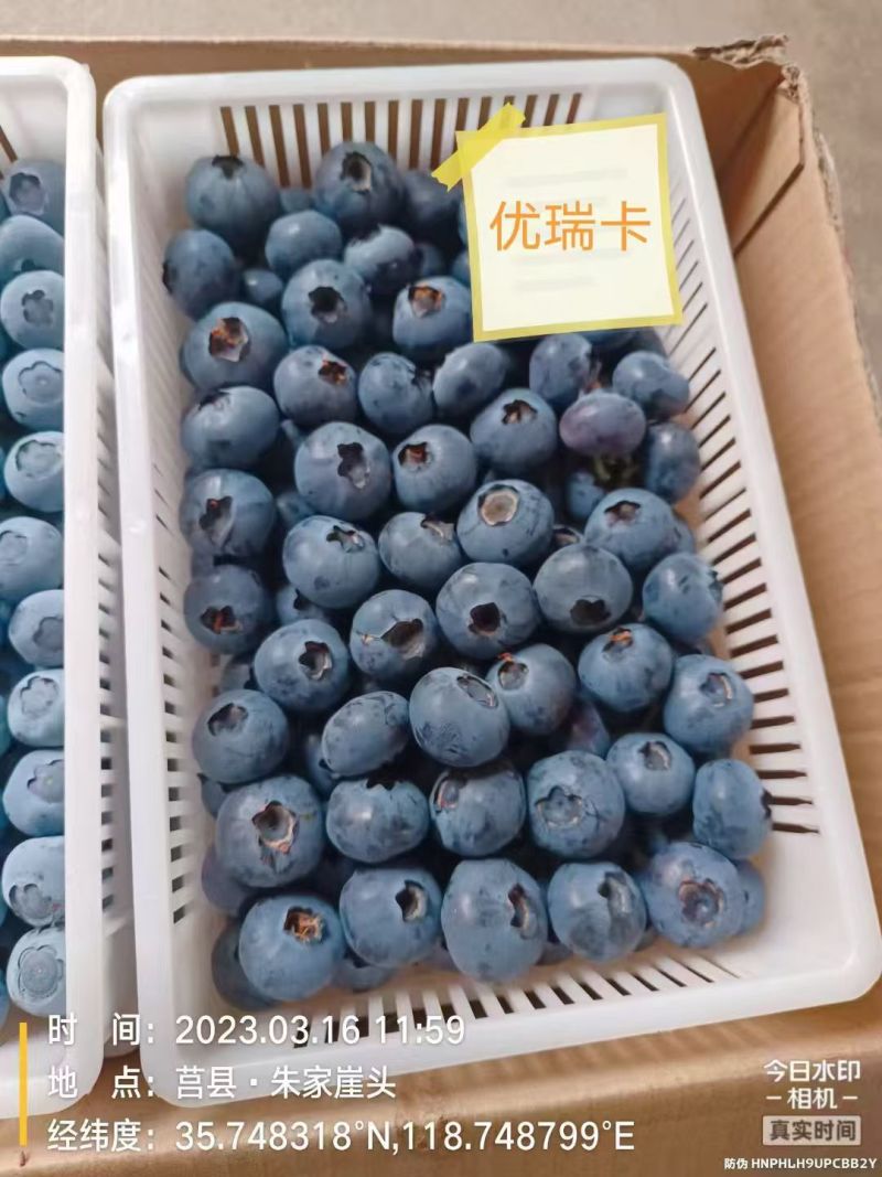 山东蓝莓大量上市，代办一切手续，支持全国代发。