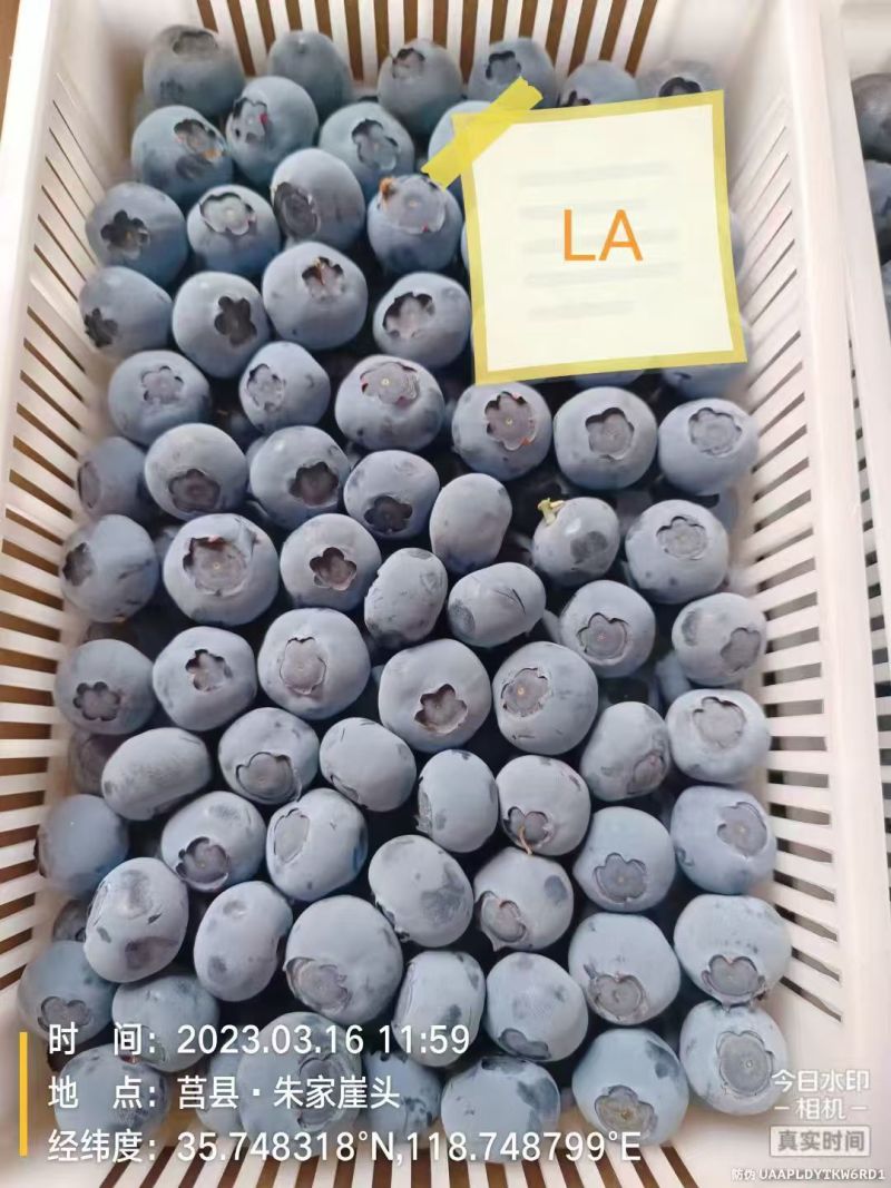 山东蓝莓大量上市，代办一切手续，支持全国代发。
