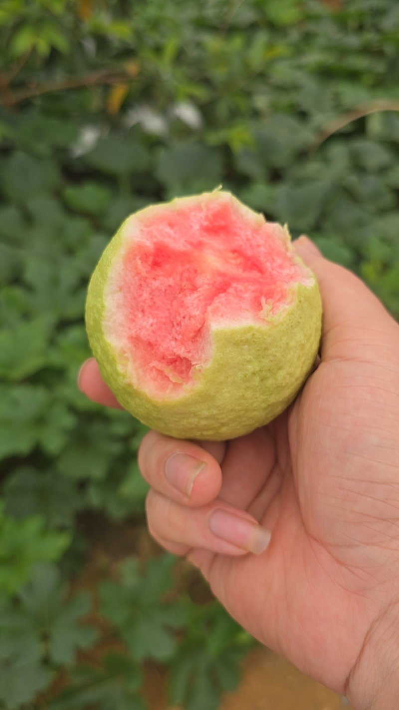 红心芭乐番石榴白心芭乐支持电商代发大小量批发三两起步