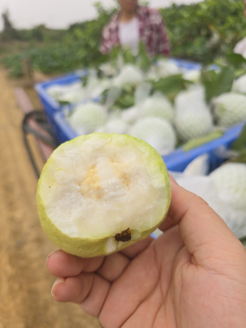 红心芭乐番石榴白心芭乐支持电商代发大小量批发三两起步