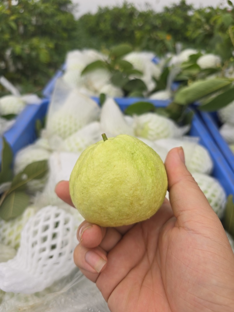 红心芭乐番石榴白心芭乐支持电商代发大小量批发三两起步