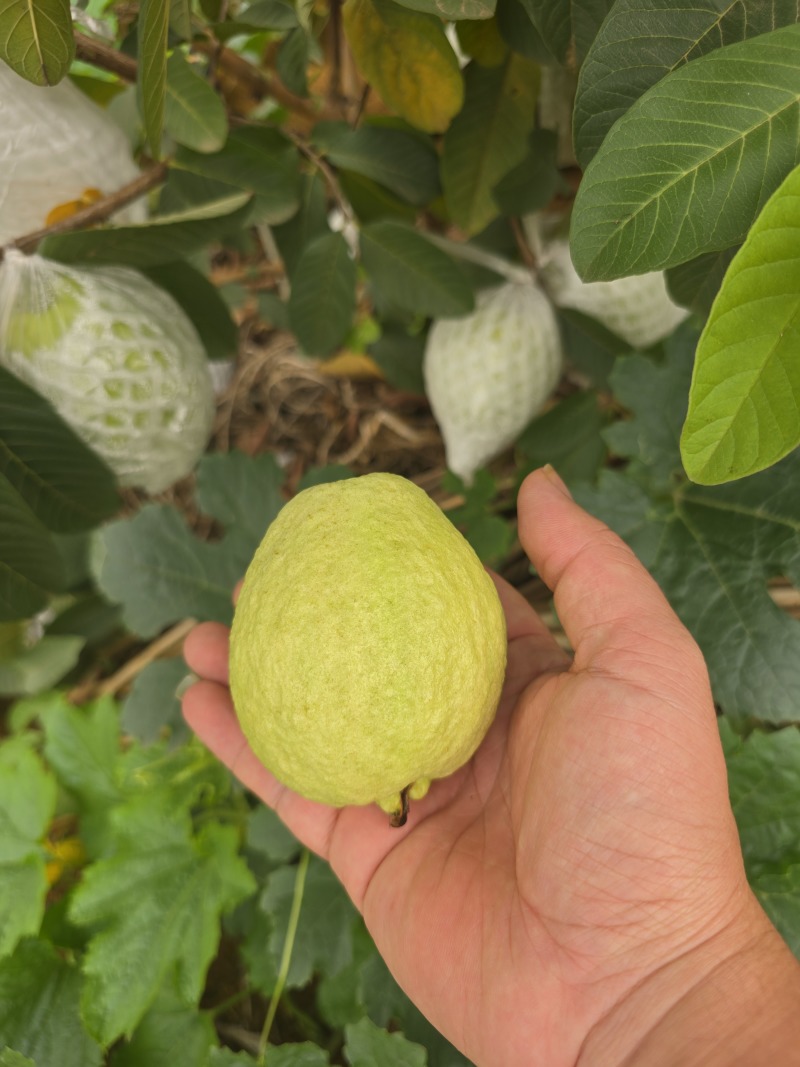 红心芭乐番石榴白心芭乐支持电商代发大小量批发三两起步