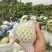 红心芭乐番石榴白心芭乐支持电商代发大小量批发三两起步