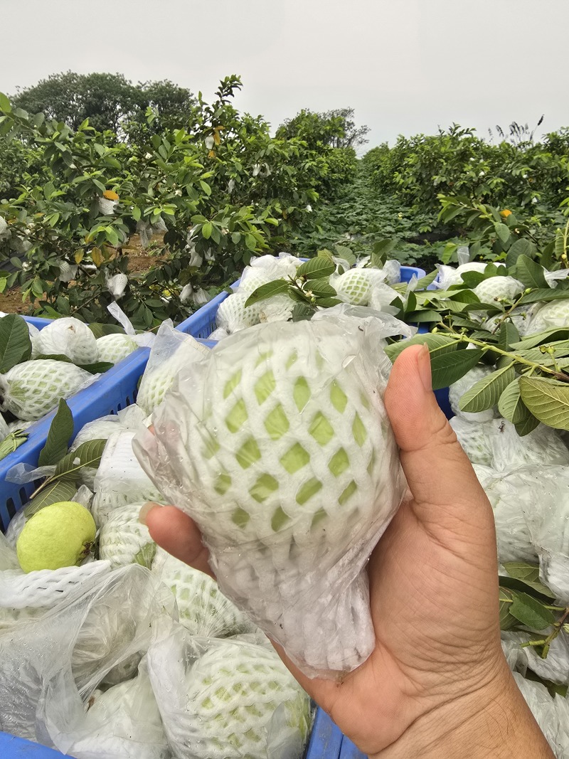 红心芭乐番石榴白心芭乐支持电商代发大小量批发三两起步