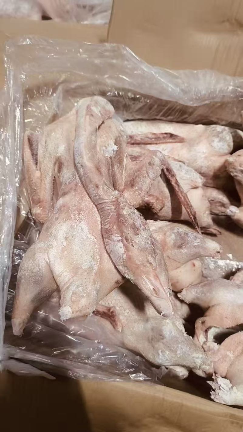 一光鹅