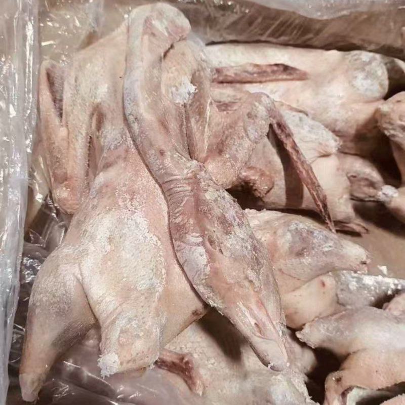 一光鹅