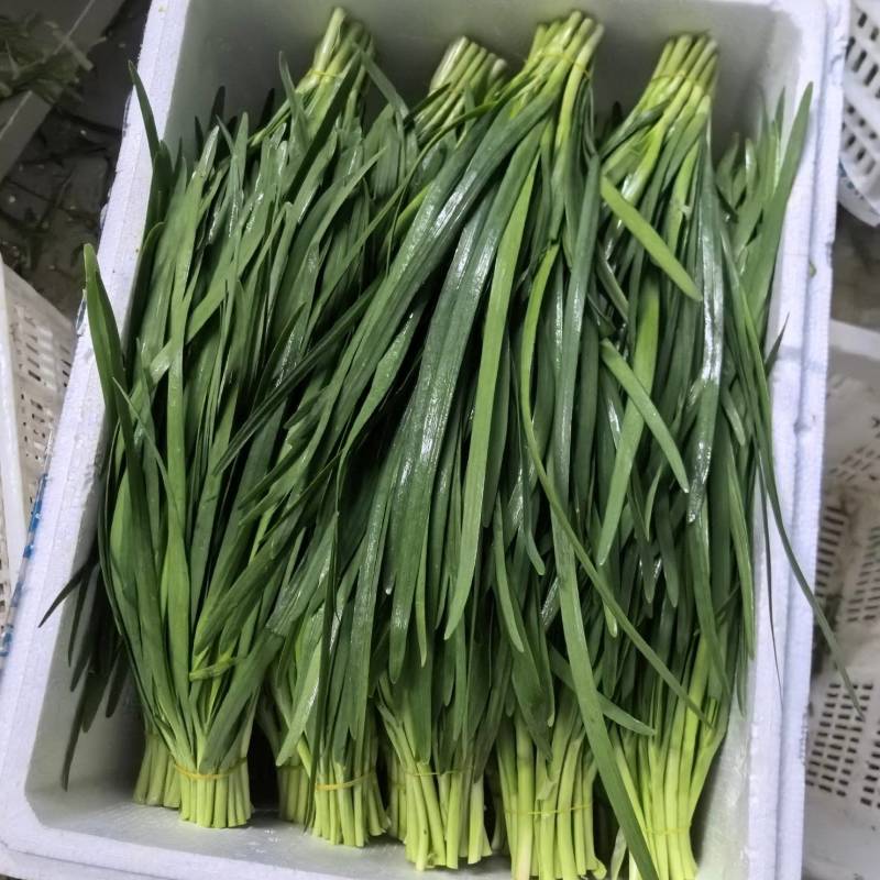 精品宽叶韭菜韭菜