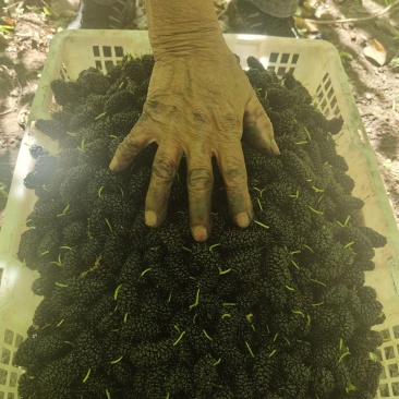 大凉山露天黑桑葚