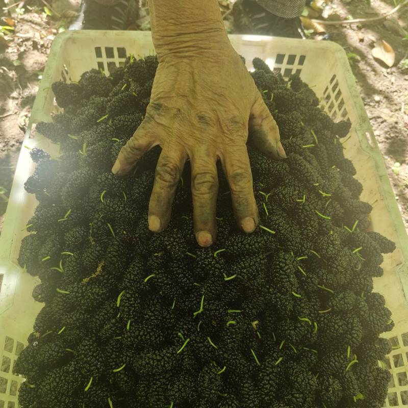 大凉山露天黑桑葚
