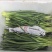 精品宽叶韭菜韭菜