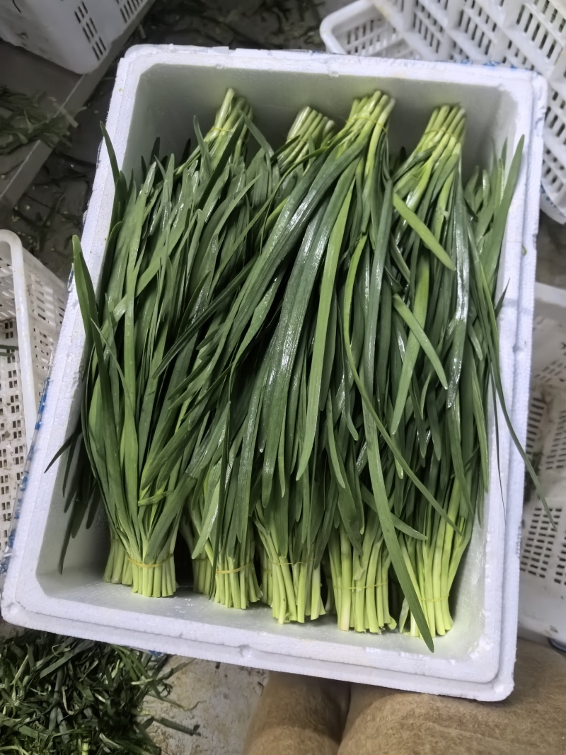 精品宽叶韭菜韭菜