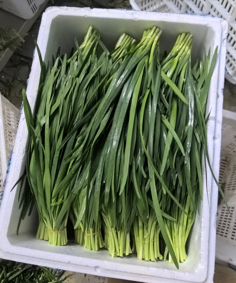 精品宽叶韭菜韭菜