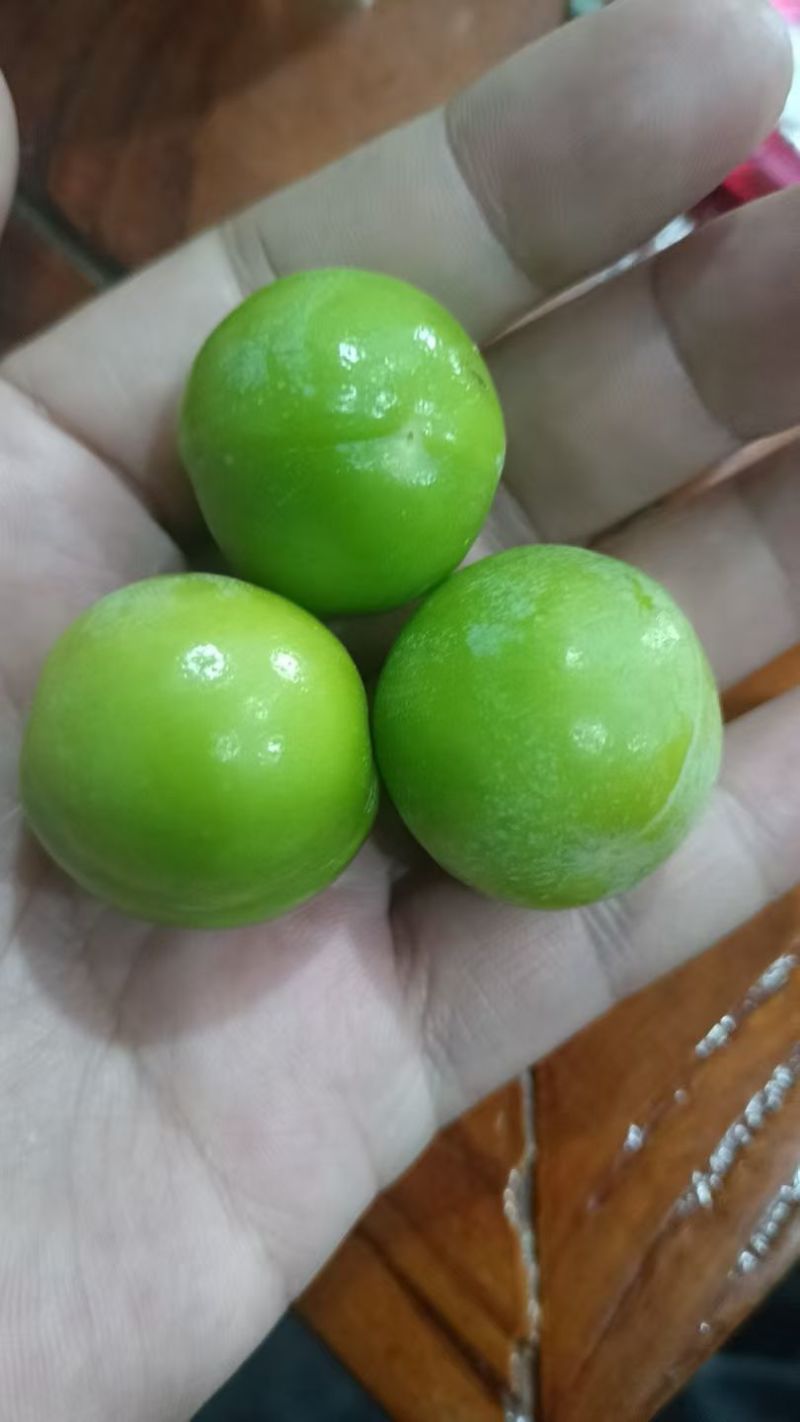 早李，三月李，大机分选，泡沫箱抽真空包装，按净重计价