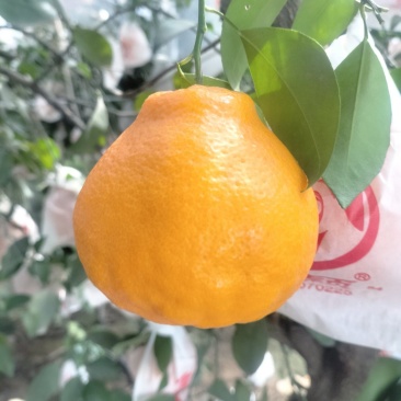 蒲江耙耙柑