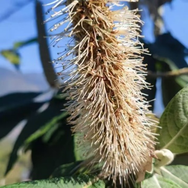 云南黑蜂蜜，米团花味